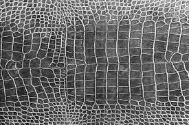 Crocodile
